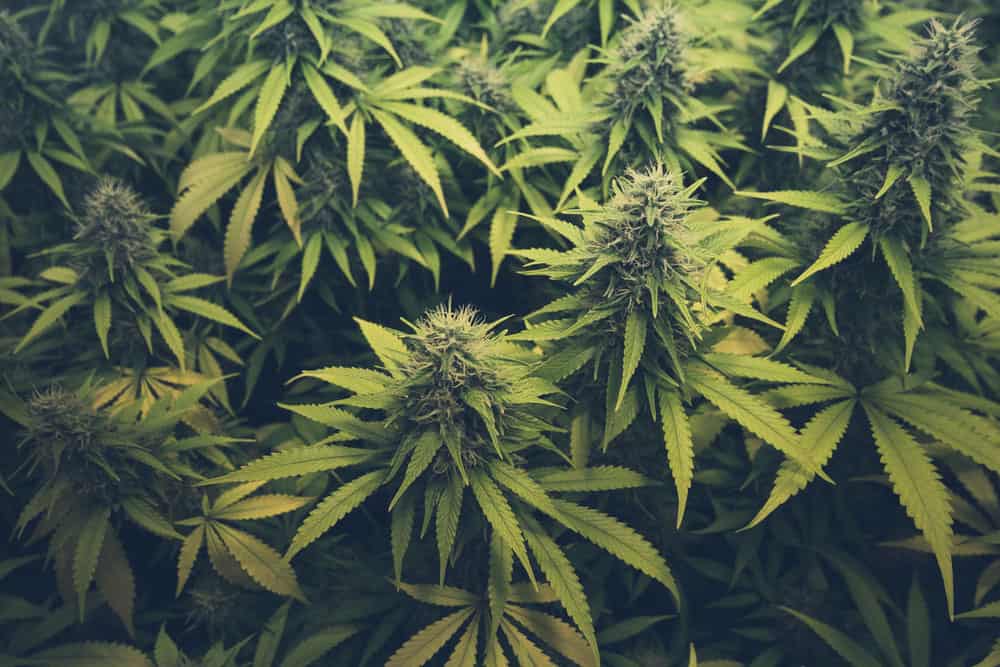 Ordering cannabis Online | Weedsy Canada
