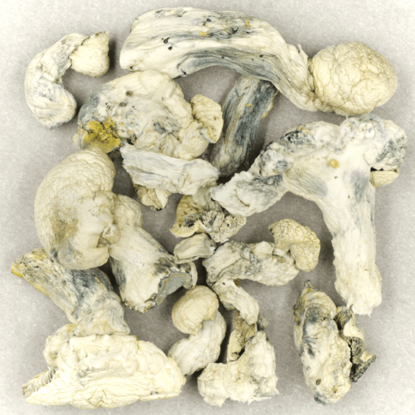 Cambodian Psilocybe Cubensis | Weedsy Canada