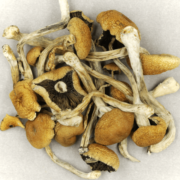 Cambodian Psilocybe Cubensis | Weedsy Canada