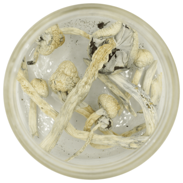 Great White Monster Cubensis | Weedsy Canada
