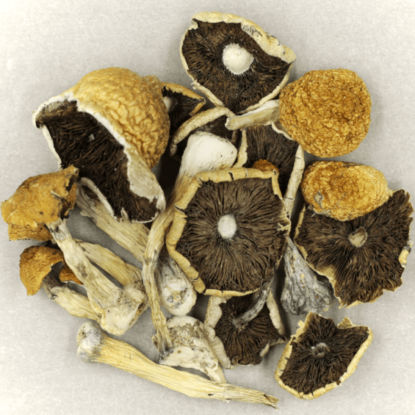 Penis Envy Cubensis | Weedsy Canada