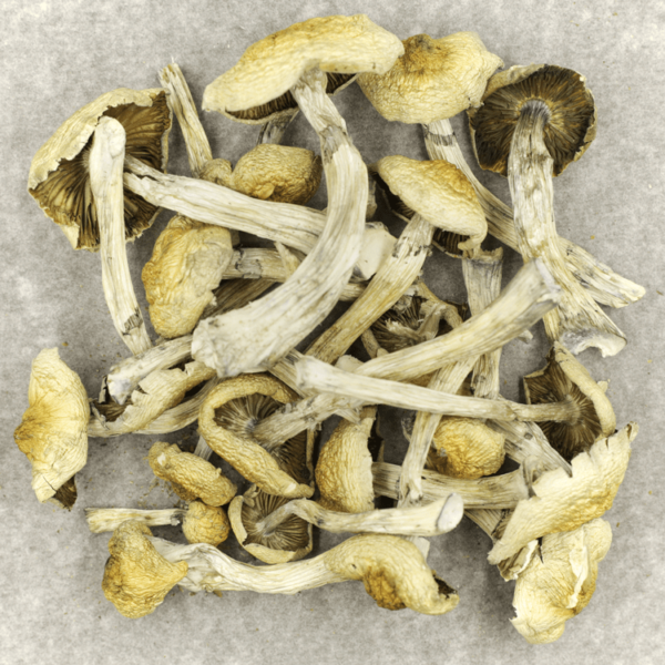 Blue Magnolia Rust | Weedsy Canada