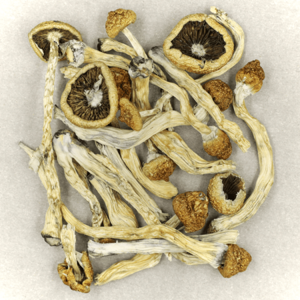 Texas Yellow Cap | Weedsy Canada