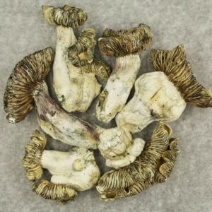 White Burma | Weedsy Canada