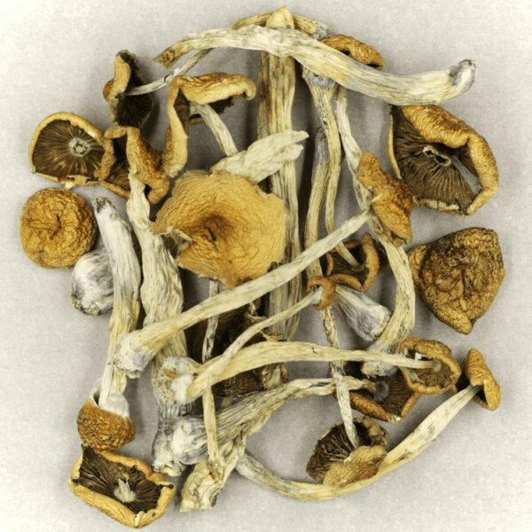 Psilocybe Cubensis Mexicana | Weedsy Canada