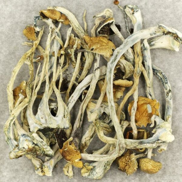 Amazonian Cubensis | Weedsy Canada