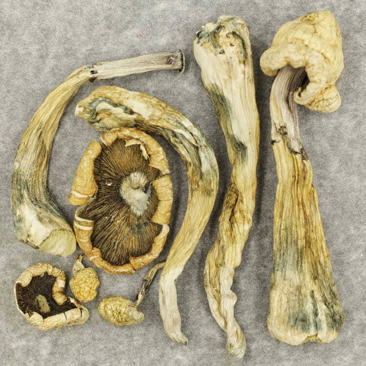 Atlantic Treasure Coast | Weedsy Canada Atlantic Treasure Coast | Weedsy Canada