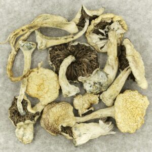 Leucistic Burma | Weedsy Canada