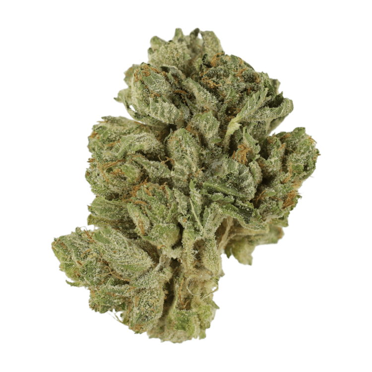 Northern Wonder | Weedsy Canada Northern Wonder | Weedsy Canada