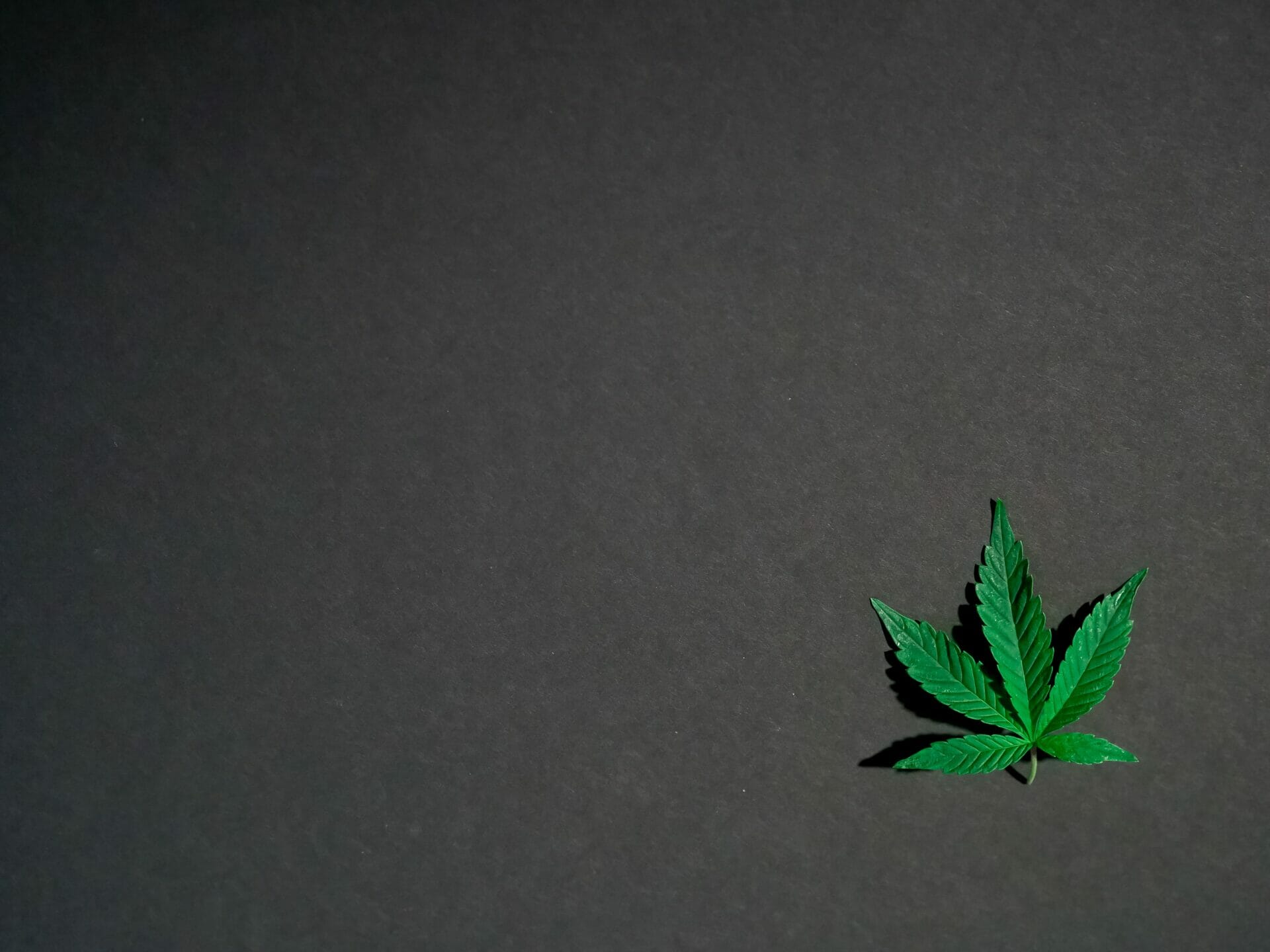 Hybrid - weed | Weedsy Canada
