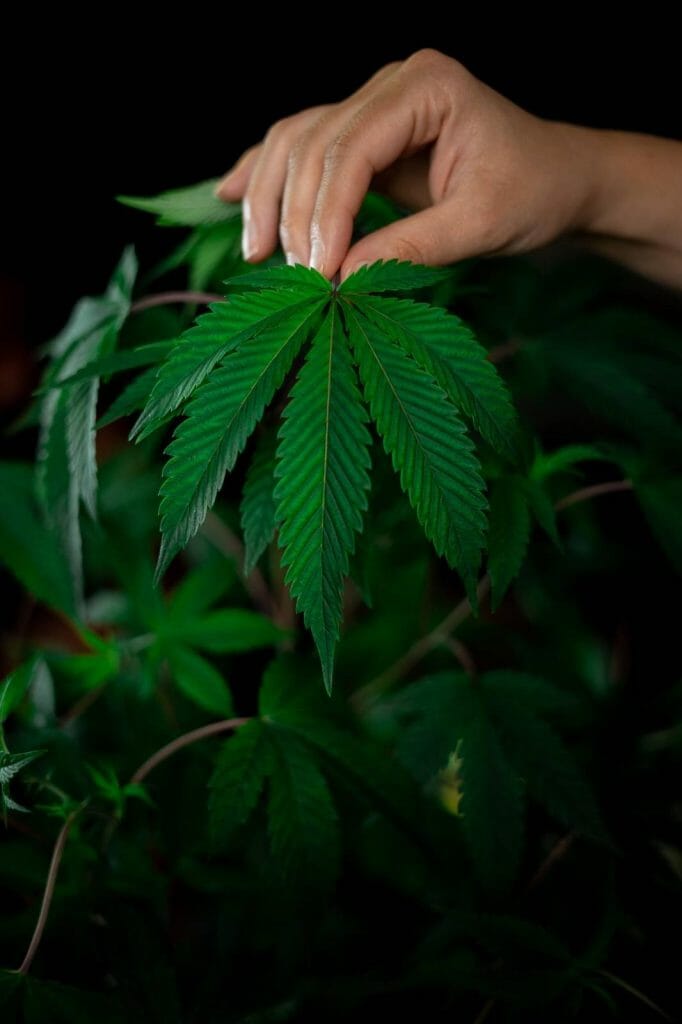 A Guide on How to Safely Buy cannabis Online in Canada | Weedsy Canada | Weedsy Canada