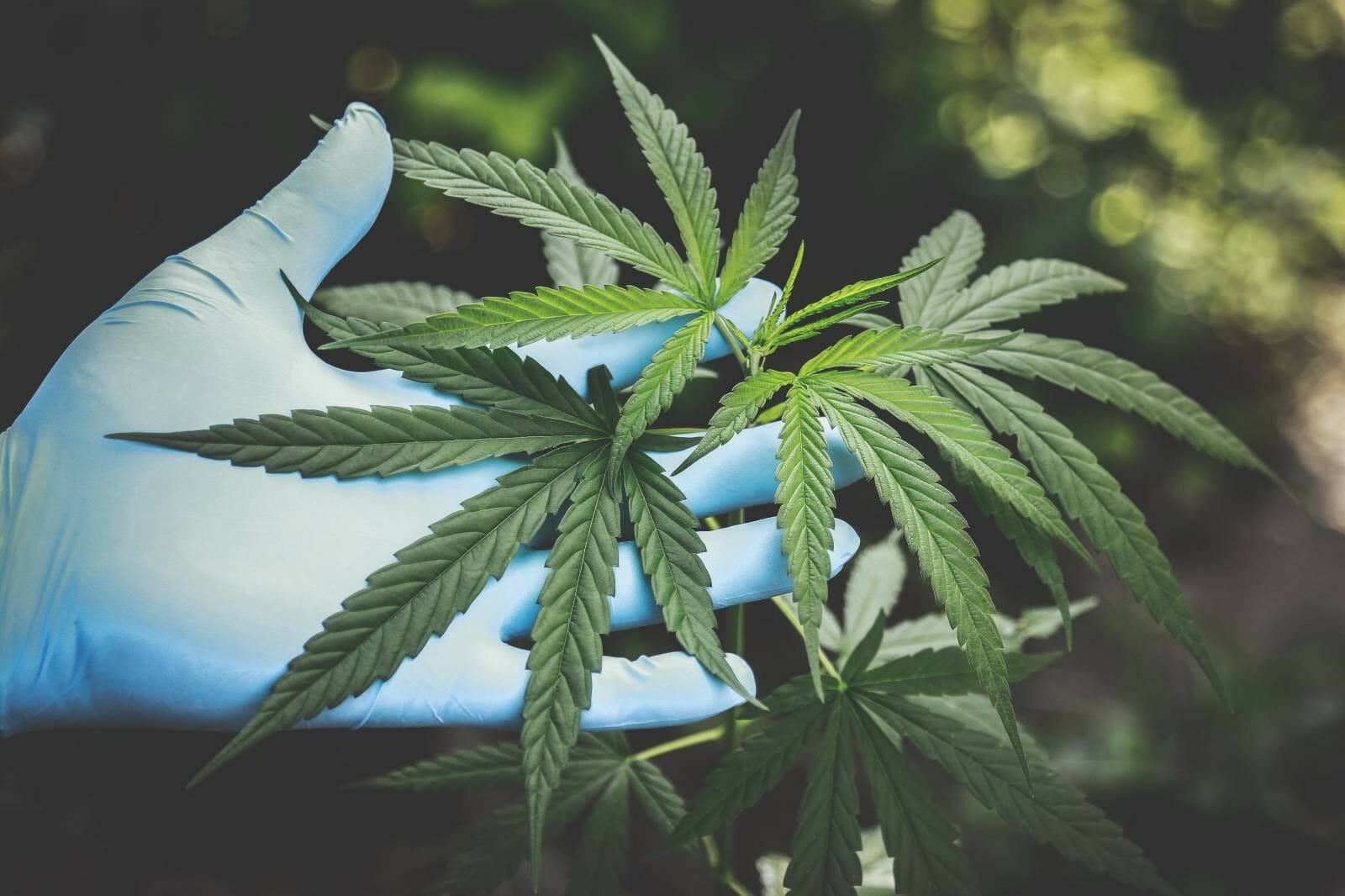 Buy cannabis Online Grasslife | Weedsy Canada