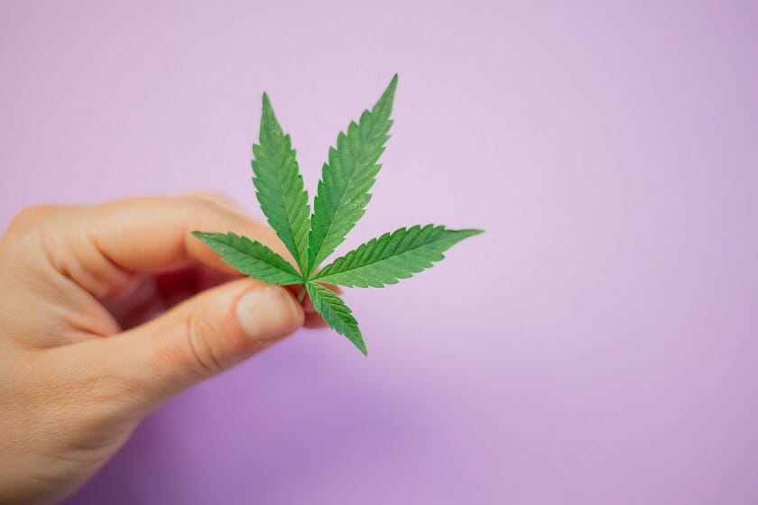 Weedsy Canada: Your One-Stop Shop for Premium cannabis Products | Weedsy Canada