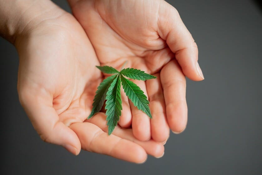| Weedsy Canada Weedsy Canada - Hybrid cannabis Strains | Weedsy Canada