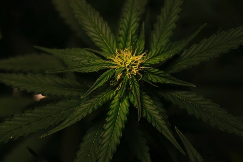 Grasslife Canada | Weedsy Canada