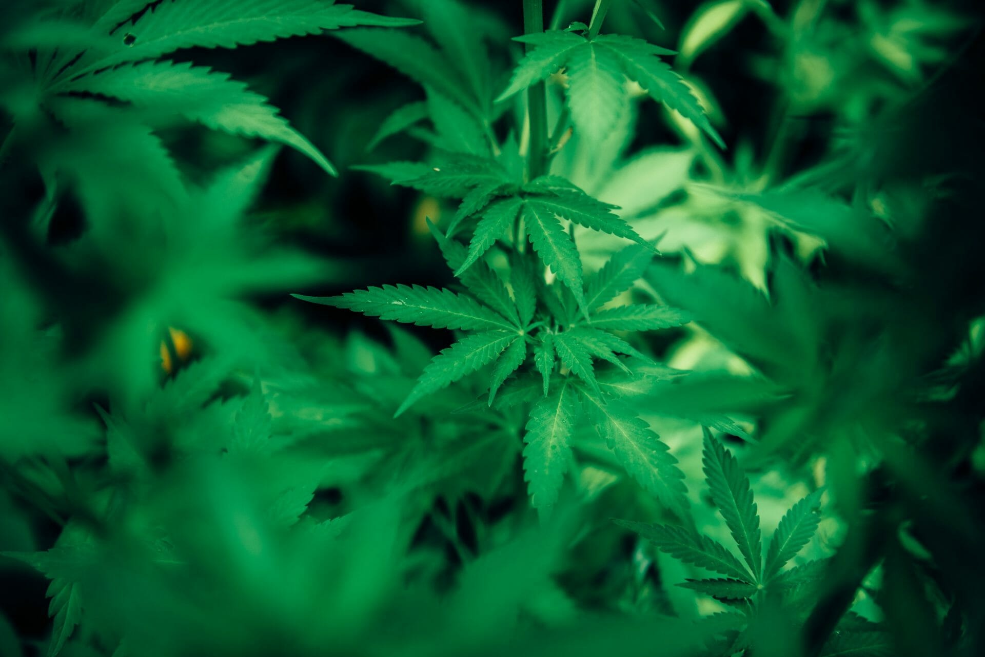 wholesale Cannabis | Weedsy Canada