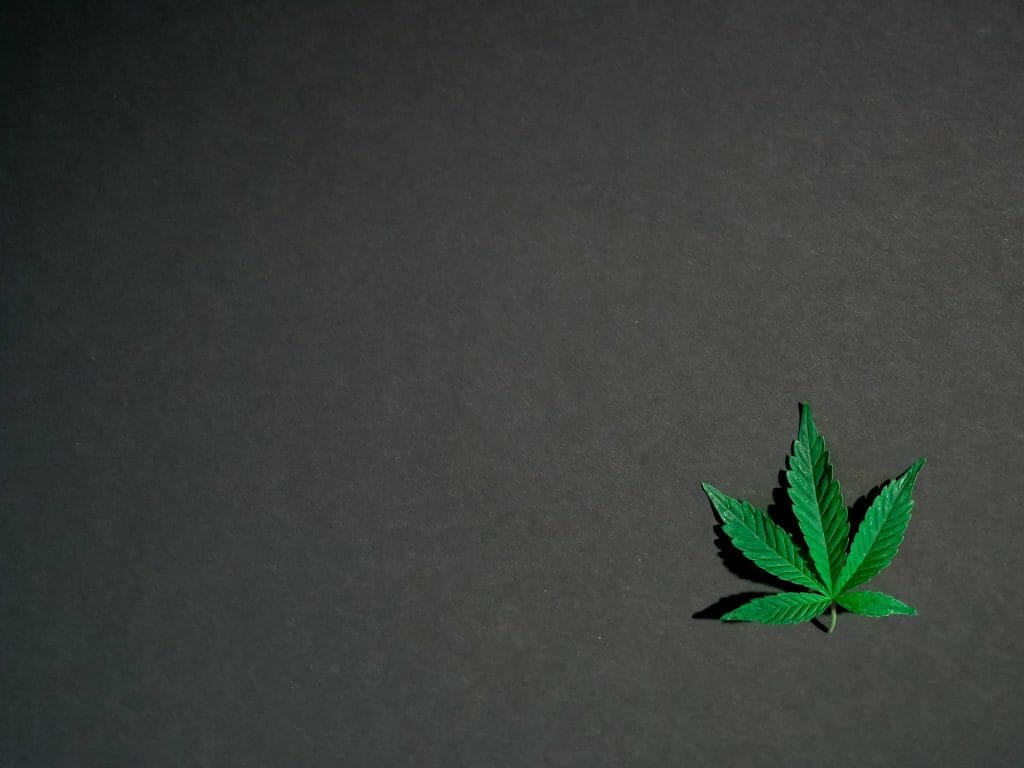 Hybrid Weed | Weedsy Canada