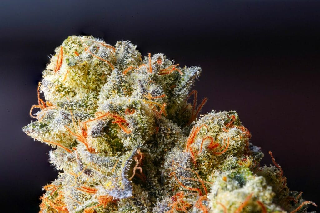 Weed Delivery Canada_ Top Hybrid Selection | Weedsy Canada