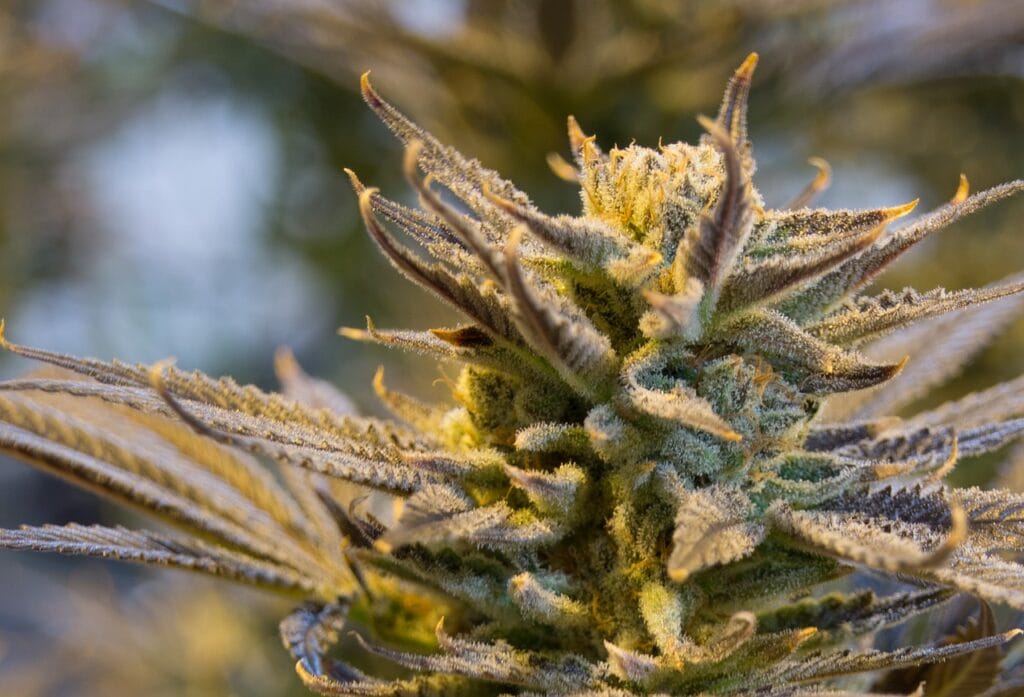 buy indica flower online in Canada | Weedsy Canada